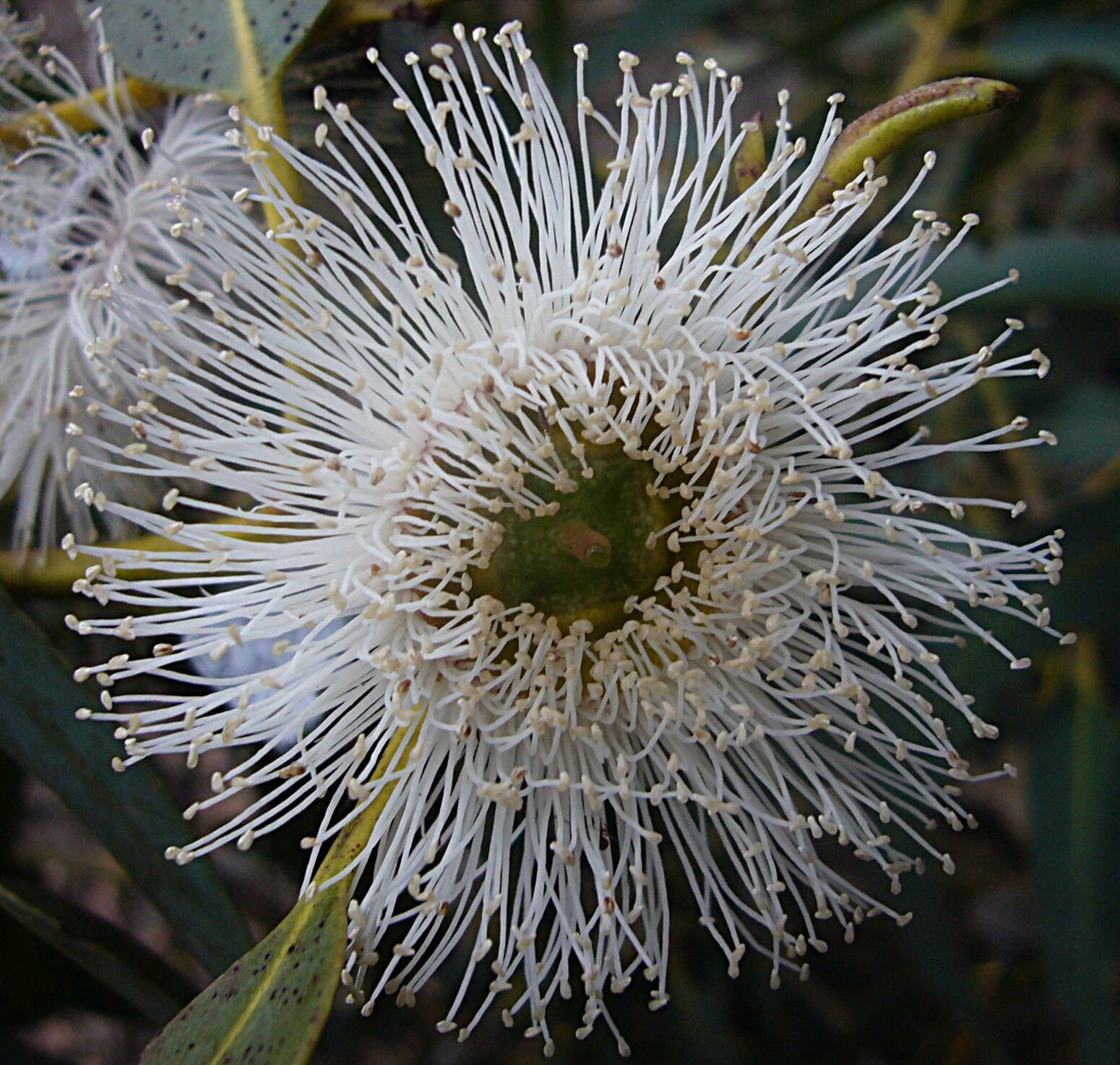 High Resolution Eucalyptus globulus Flower